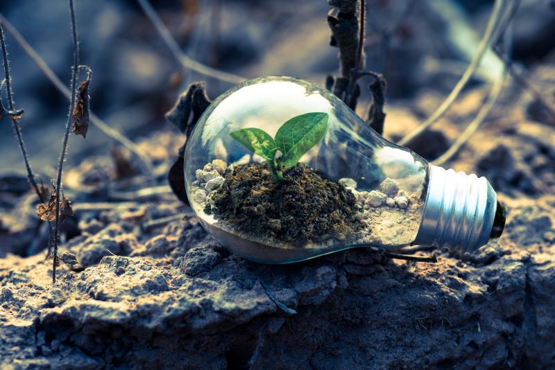 lightbulb-with-plant-growing-inside-green-energy